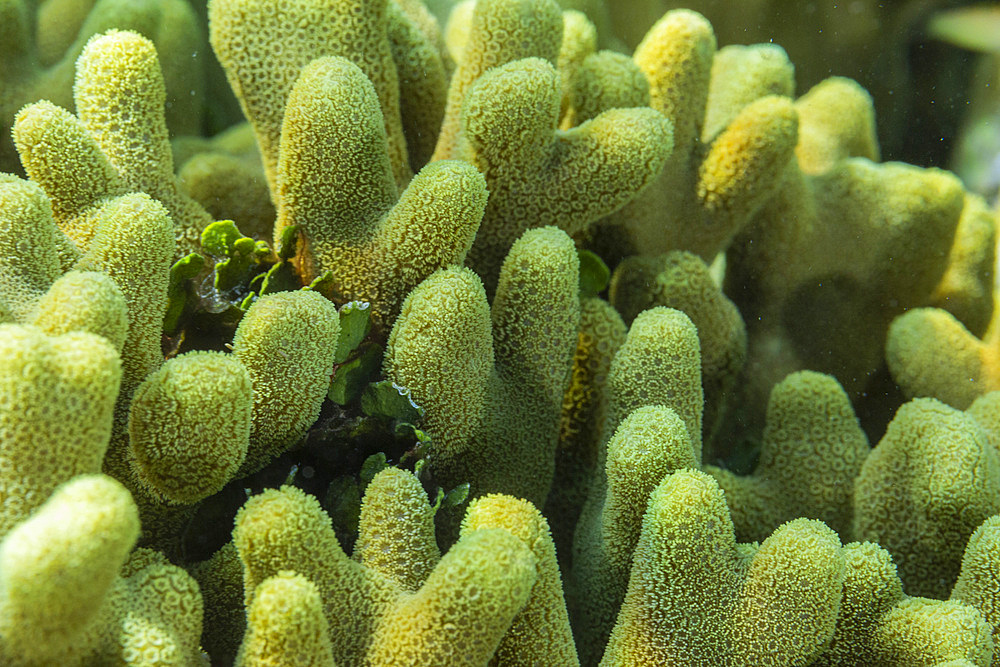 Close up of coral polyps, the house reef at Murex Bangka, Bangka Island, near Manado Sulawesi, Indonesia, Southeast Asia, Asia