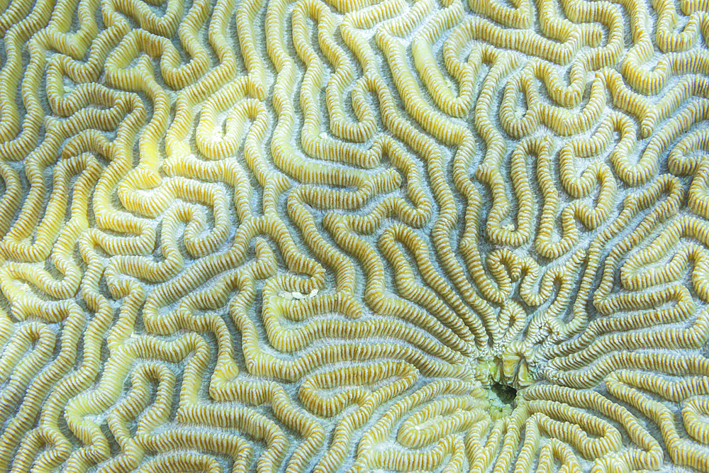 Close up of coral polyps, the house reef at Kawe Island, Raja Ampat, Indonesia, Southeast Asia, Asia