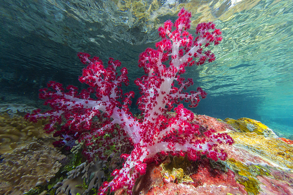 Soft coral from the Genus Scleronephthya in the shallow waters off Waigeo Island, Raja Ampat, Indonesia, Southeast Asia, Asia