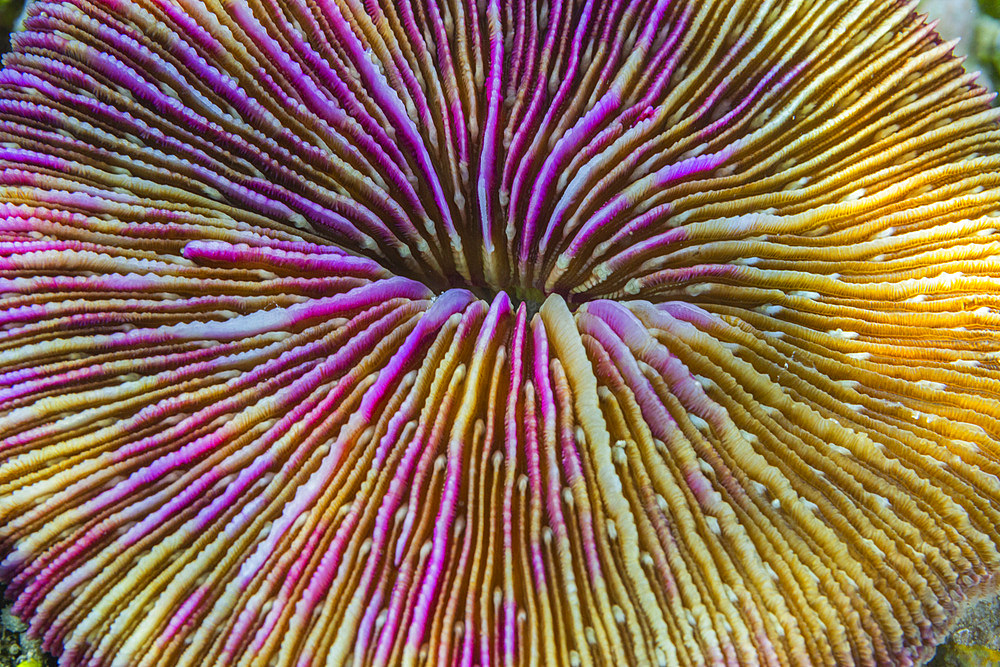 A common mushroom coral (Fungia fungites), at night in the rubble on Kawe Island, Raja Ampat, Indonesia, Southeast Asia, Asia