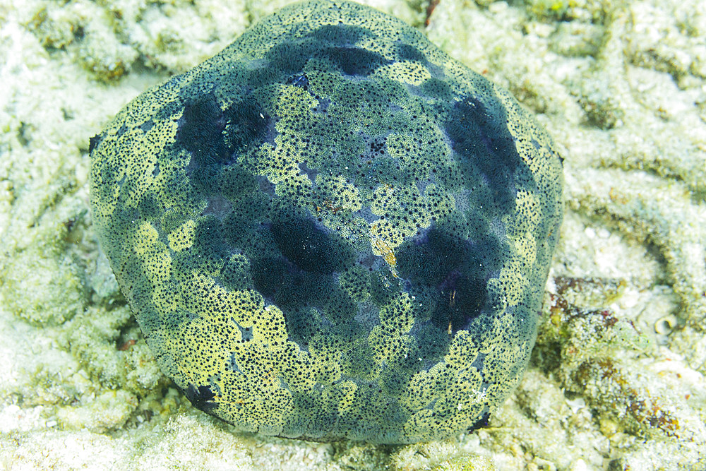 Pillow cushion star (Culcita novaeguineae), in the shallow rubble off Kri Island, Raja Ampat, Indonesia, Southeast Asia, Asia