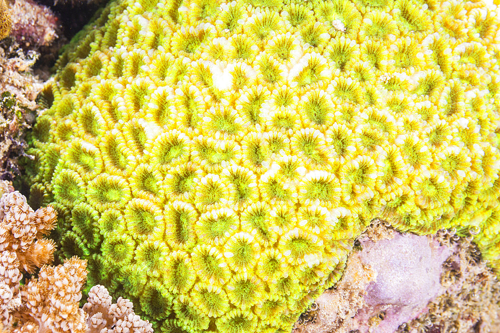 Close up of coral polyps, the house reef at Murex Bangka, Bangka Island, near Manado Sulawesi, Indonesia, Southeast Asia, Asia