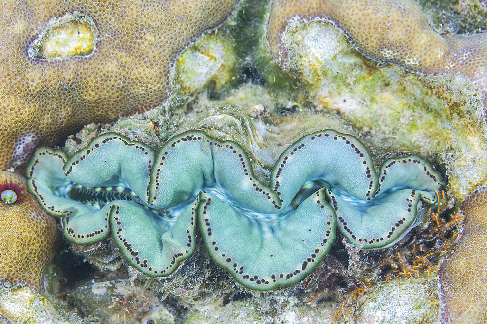 Giant Tridacna clams, genus Tridacna, in the shallow reefs off Kawe Island, Raja Ampat, Indonesia, Southeast Asia, Asia