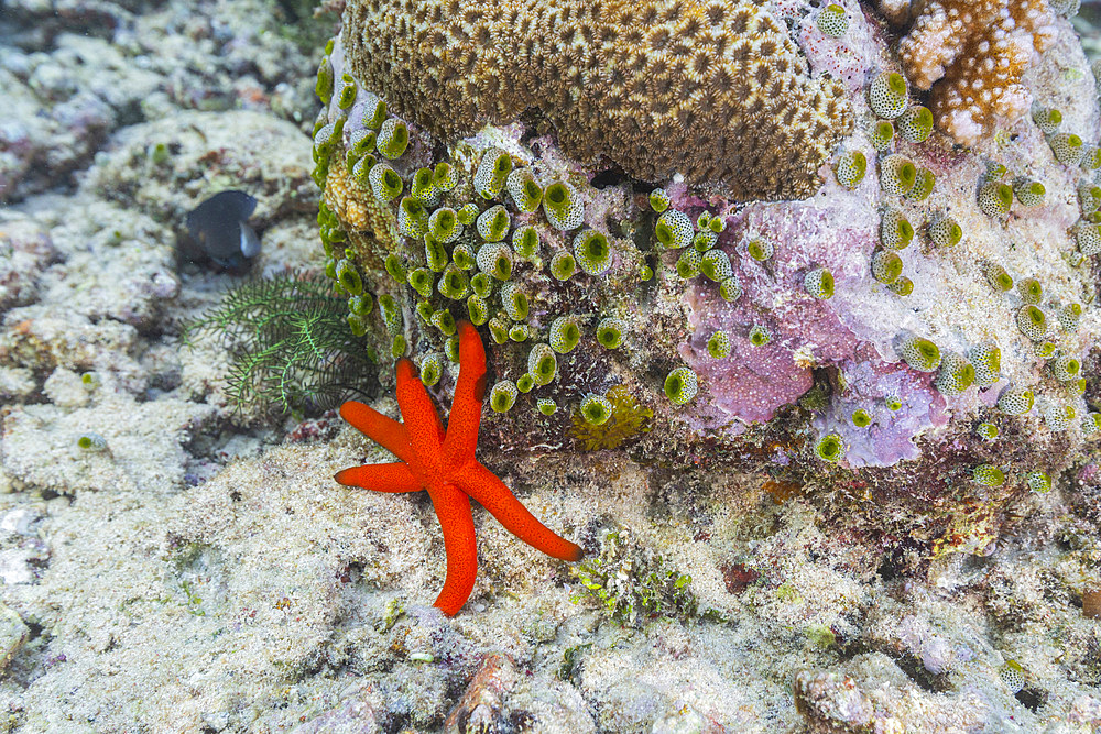 An adult Luzon sea star (Echinaster luzonicus), in the shallow reefs off Bangka Island, Indonesia, Southeast Asia, Asia