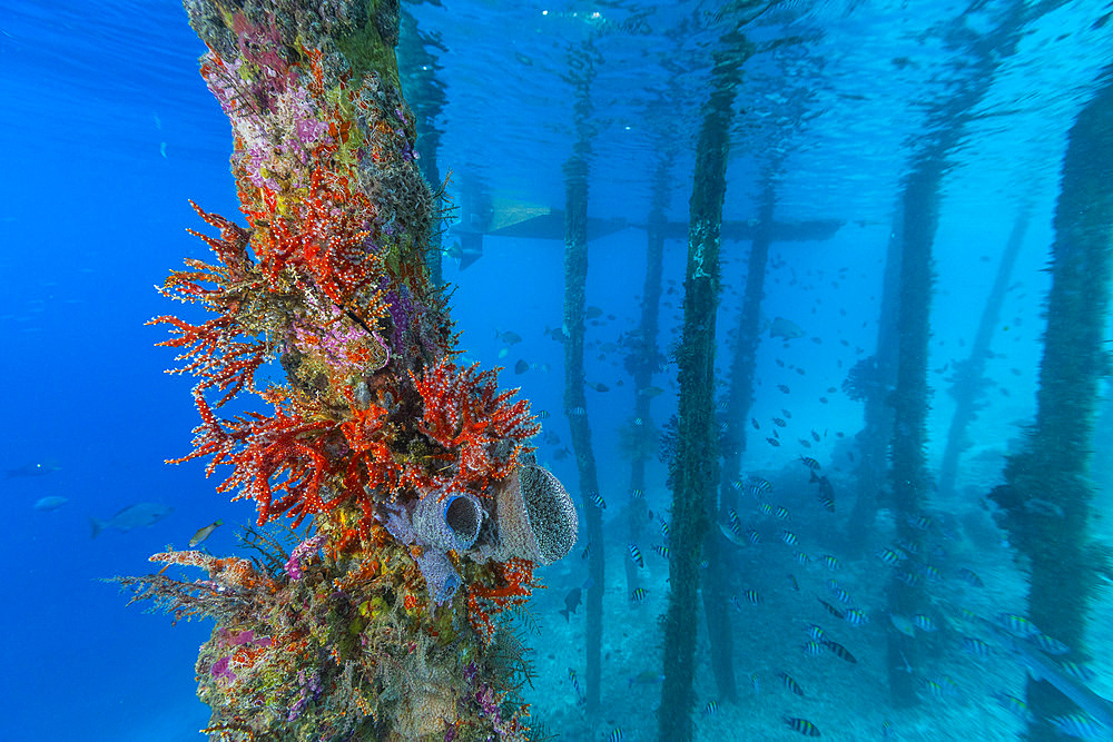 Encrusting sponges, soft corals, and other invertabrates living on pilings on Arborek Reef, Raja Ampa, Indonesia, Southeast Asia, Asia