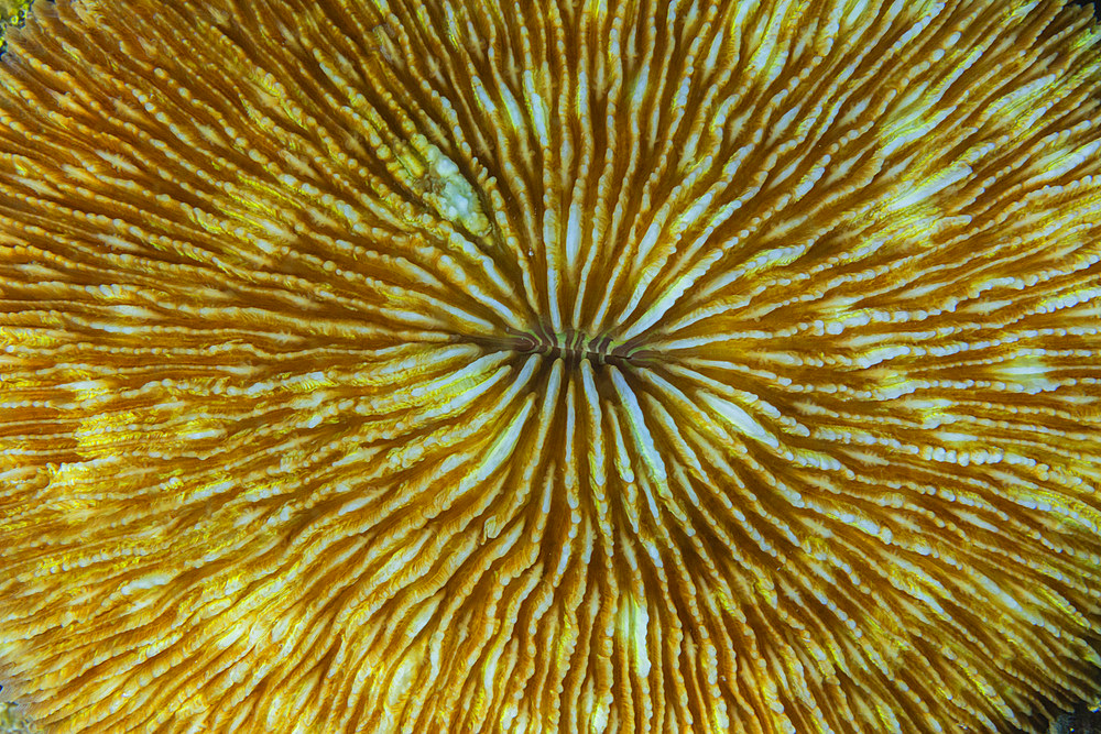 A common mushroom coral (Fungia fungites), at night in the rubble on Kawe Island, Raja Ampat, Indonesia, Southeast Asia, Asia