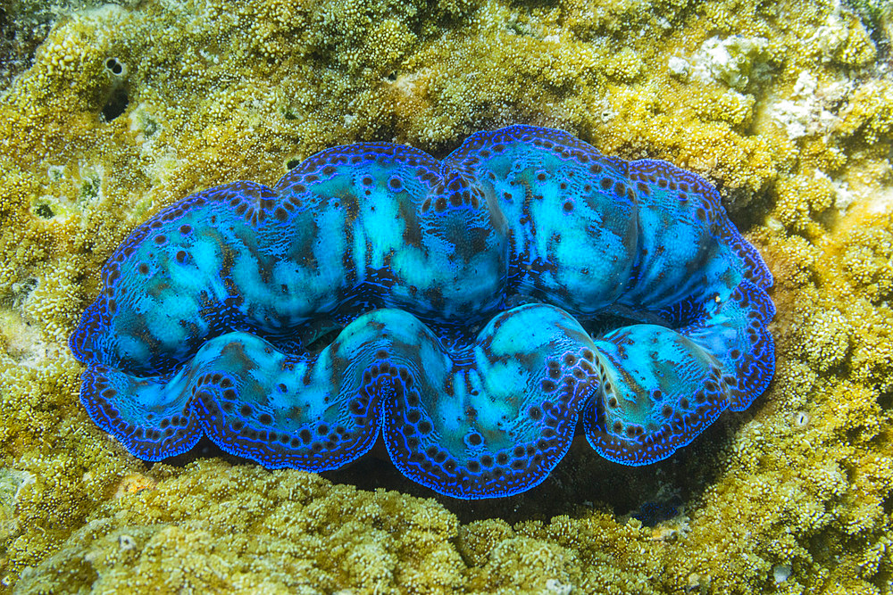 Giant Tridacna clams, genus Tridacna, in the shallow reefs off Port Airboret, Raja Ampat, Indonesia, Southeast Asia, Asia