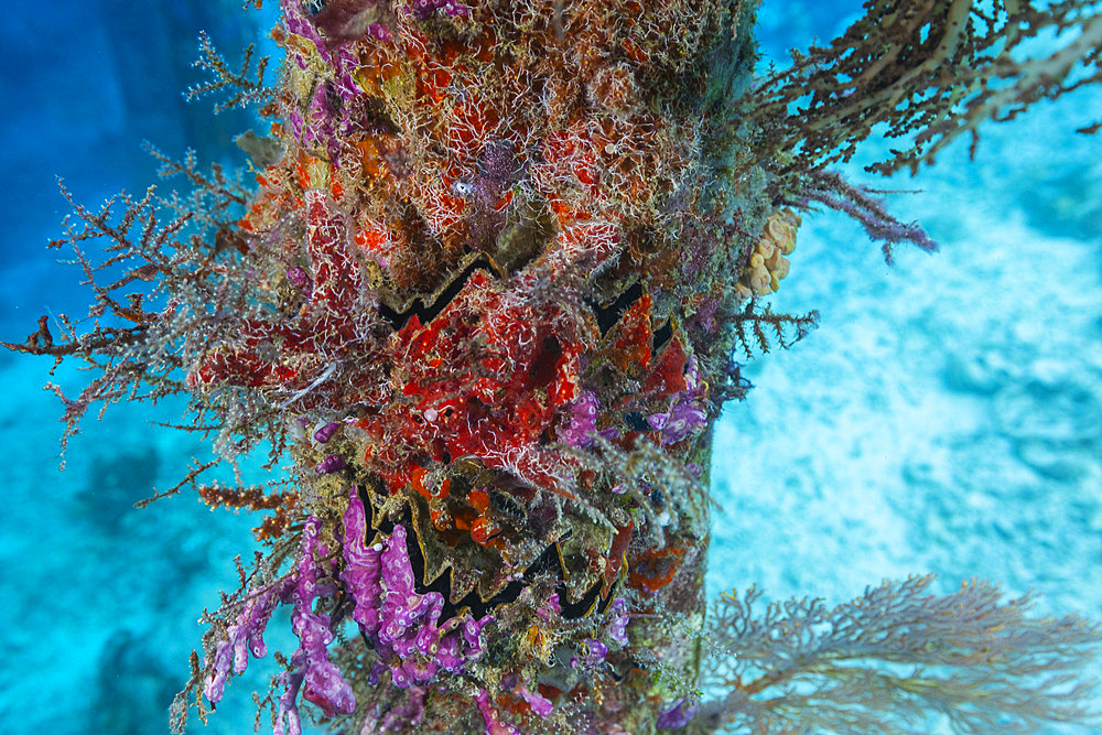 Encrusting sponges, soft corals, and other invertabrates living on pilings on Arborek Reef, Raja Ampa, Indonesia, Southeast Asia, Asia