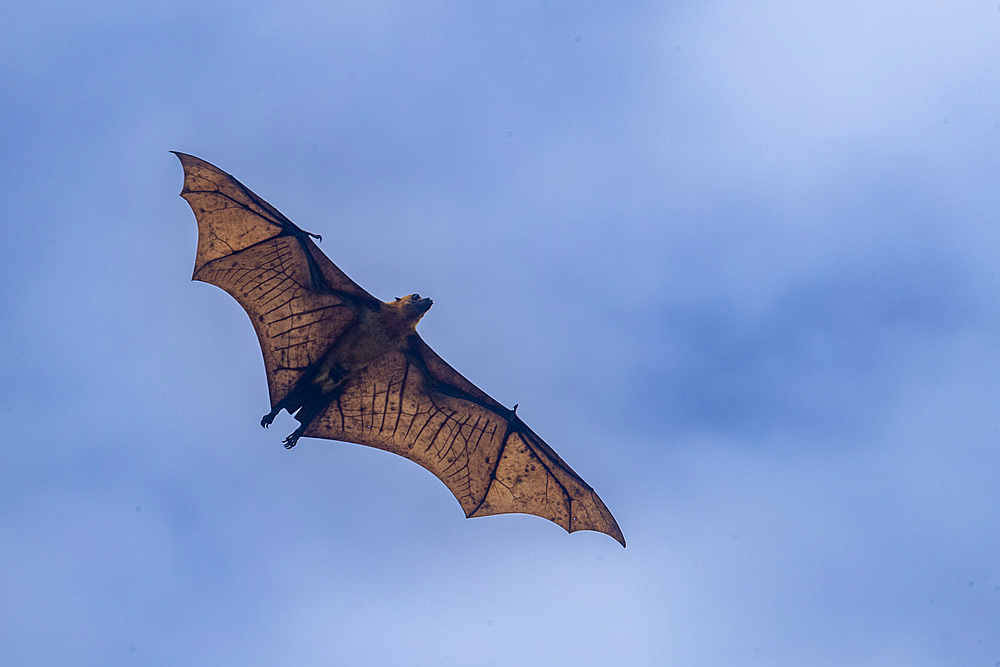 Common tube-nosed fruit bats (Nyctimene albiventer), in the air over Pulau Panaki, Raja Ampat, Indonesia, Southeast Asia, Asia