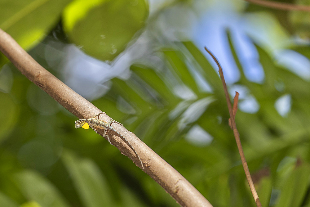 A flying dragon, Draco spp, an arboreal insectivore agamid lizard in Tangkoko Batuangus Nature Reserve, Sulawesi, Indonesia, Southeast Asia, Asia