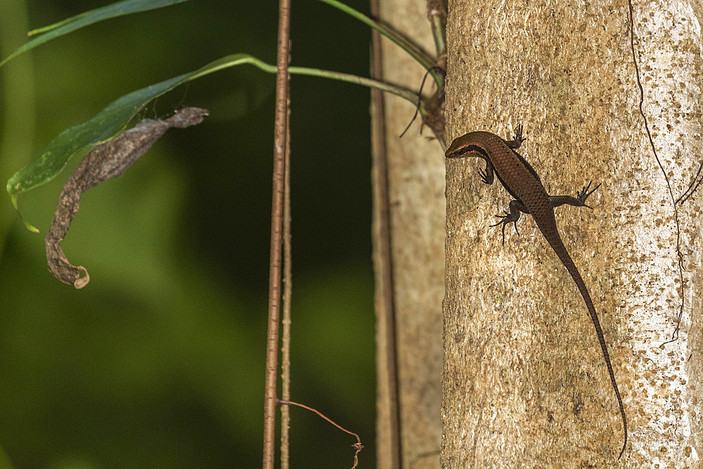 An adult common sun skink (Eutropis multifaciata), on a tree in Tangkoko Batuangus Nature Reserve, Sulawesi, Indonesia, Southeast Asia, Asia