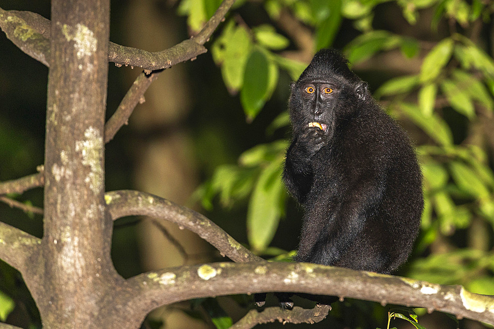 An adult Celebes crested macaque (Macaca nigra), foraging in Tangkoko Batuangus Nature Reserve, Sulawesi, Indonesia, Southeast Asia