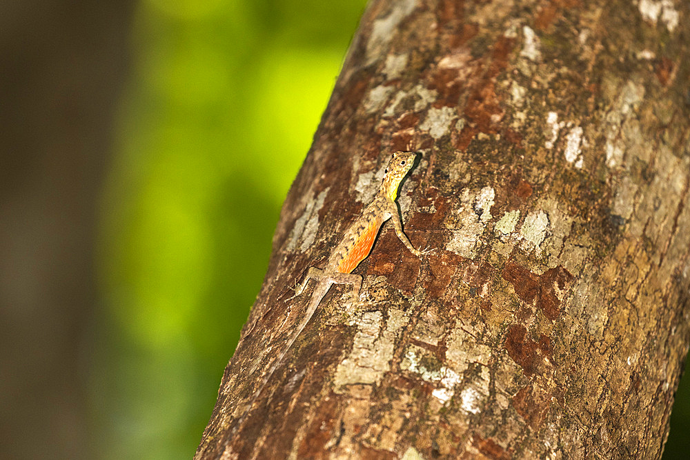 A flying dragon, Draco spp, an arboreal insectivore agamid lizard in Tangkoko Batuangus Nature Reserve, Sulawesi, Indonesia, Southeast Asia, Asia