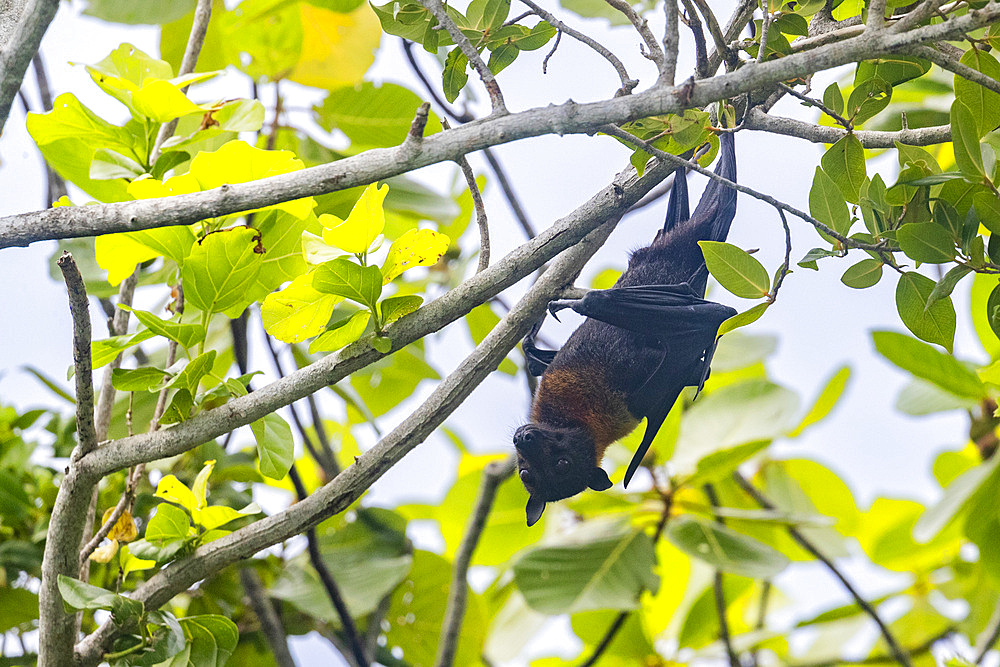 Common tube-nosed fruit bat (Nyctimene albiventer), roosting on Pulau Panaki, Raja Ampat, Indonesia, Southeast Asia, Asia