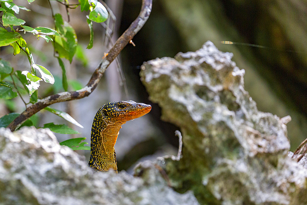 An adult Mangrove monitor (Varanus indicus), searching for food in Wayag Bay, Raja Ampat, Indonesia, Southeast Asia, Asia