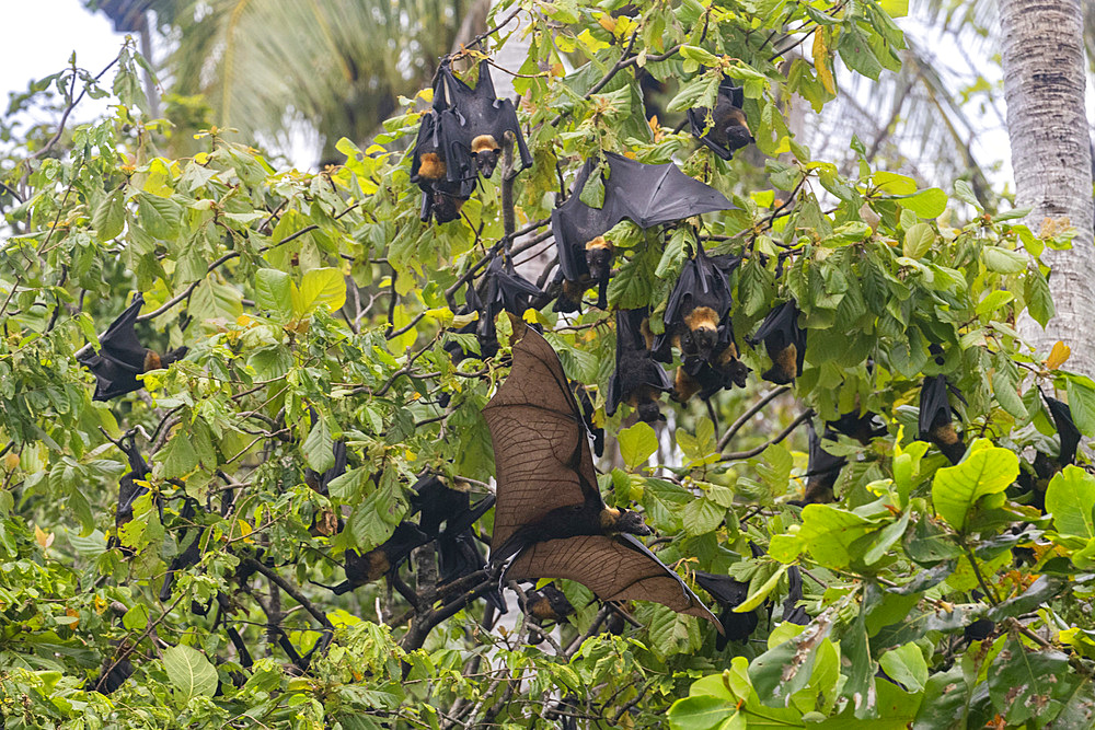 Common tube-nosed fruit bats (Nyctimene albiventer), roosting on Pulau Panaki, Raja Ampat, Indonesia, Southeast Asia, Asia