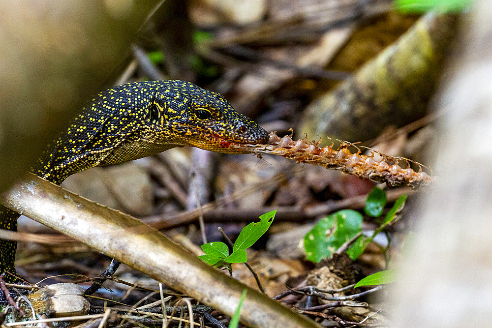 An adult Mangrove monitor (Varanus indicus), eating a centipede in Wayag Bay, Raja Ampat, Indonesia, Southeast Asia, Asia