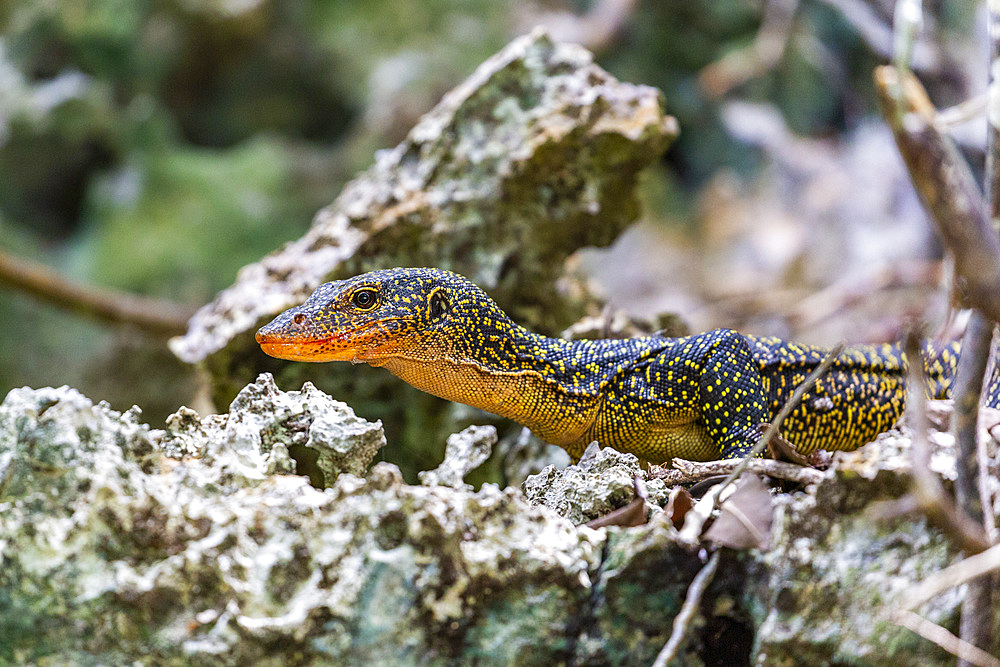 An adult Mangrove monitor (Varanus indicus) searching for food in Wayag Bay, Raja Ampat, Indonesia, Southeast Asia, Asia