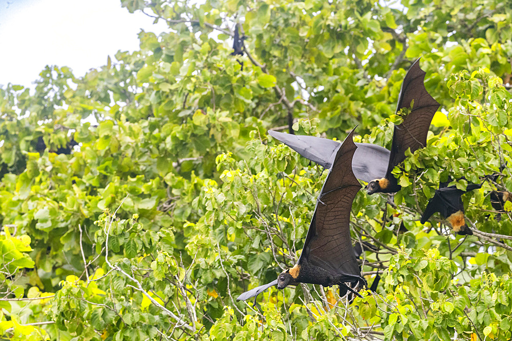 Common tube-nosed fruit bats (Nyctimene albiventer), in the air over Pulau Panaki, Raja Ampat, Indonesia, Southeast Asia, Asia