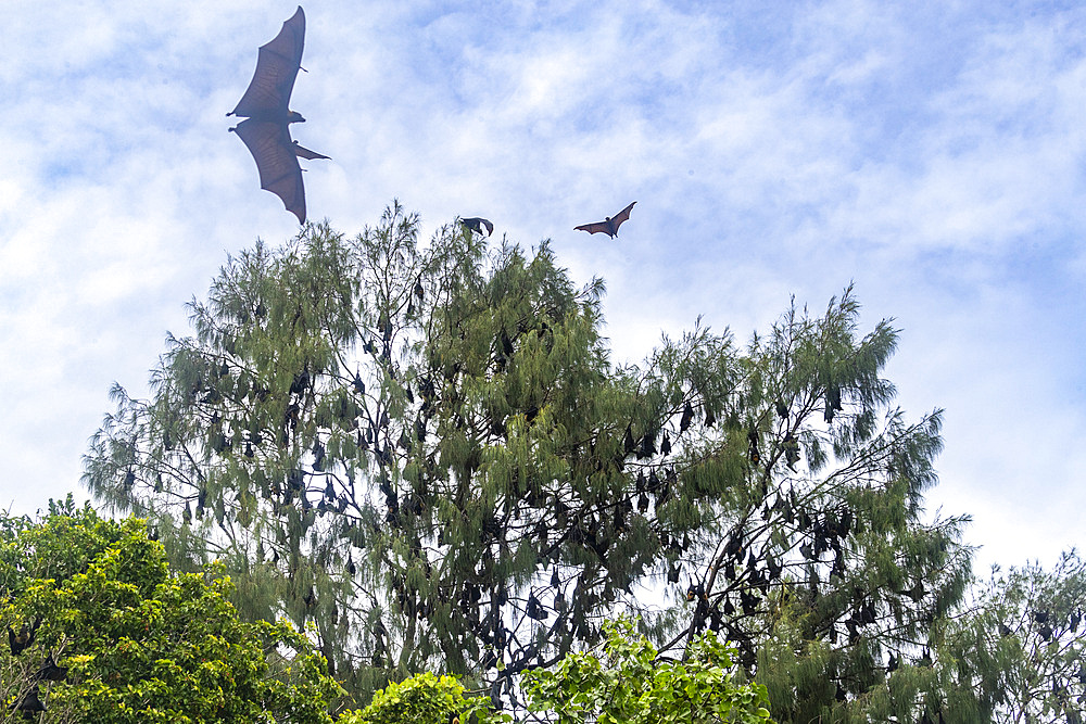 Common tube-nosed fruit bats (Nyctimene albiventer), in the air over Pulau Panaki, Raja Ampat, Indonesia, Southeast Asia, Asia