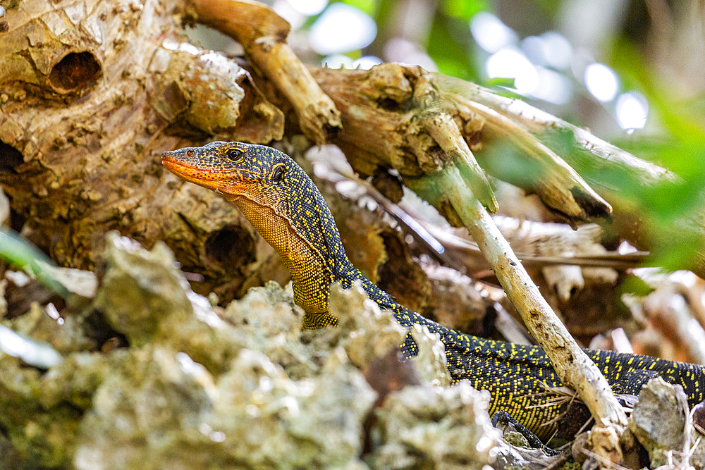 An adult Mangrove monitor (Varanus indicus), searching for food in Wayag Bay, Raja Ampat, Indonesia, Southeast Asia, Asia