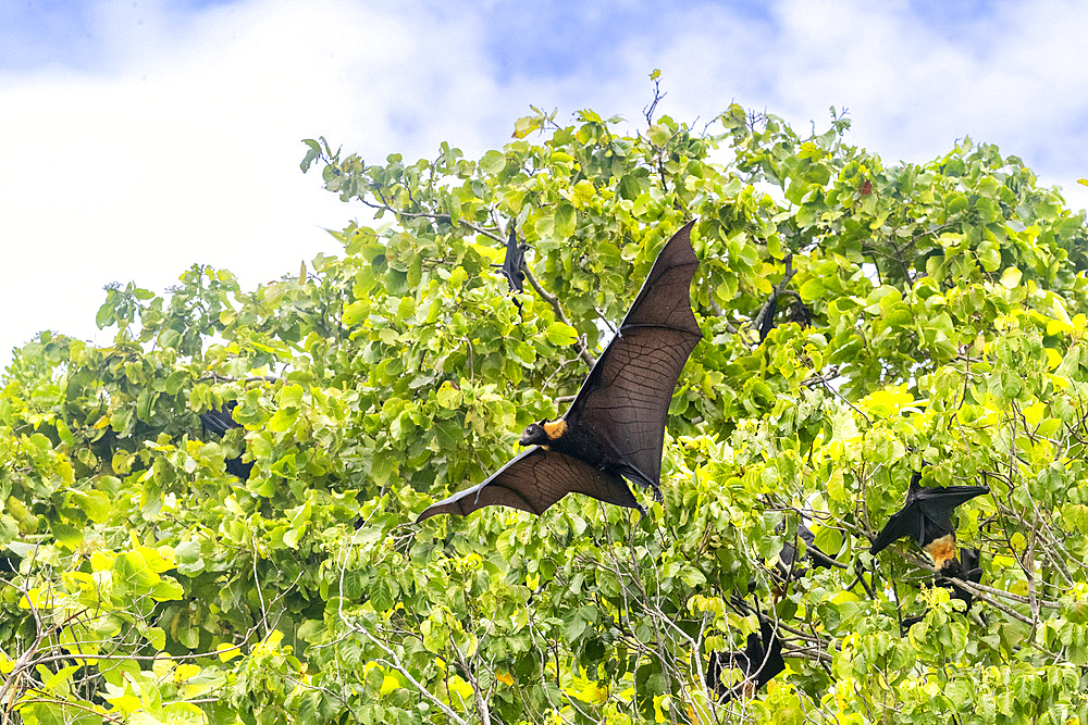 Common tube-nosed fruit bats (Nyctimene albiventer), in the air on Pulau Panaki, Raja Ampat, Indonesia, Southeast Asia, Asia