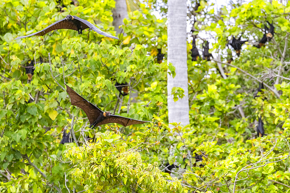 Common tube-nosed fruit bats (Nyctimene albiventer), in the air on Pulau Panaki, Raja Ampat, Indonesia, Southeast Asia, Asia