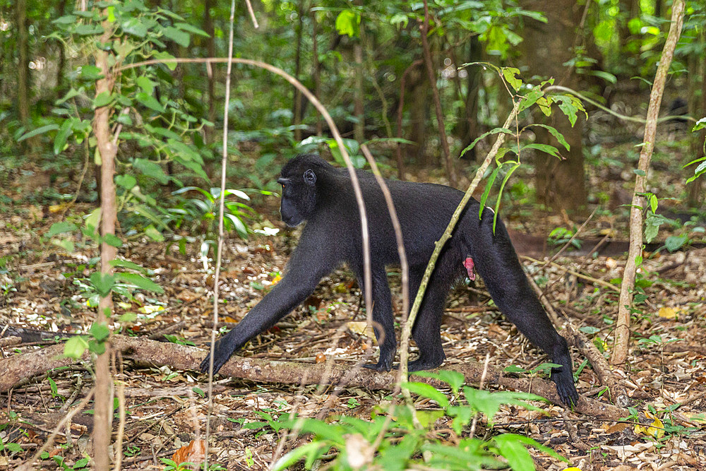 Young Celebes crested macaque (Macaca nigra), foraging in Tangkoko Batuangus Nature Reserve, Sulawesi, Indonesia, Southeast Asia, Asia