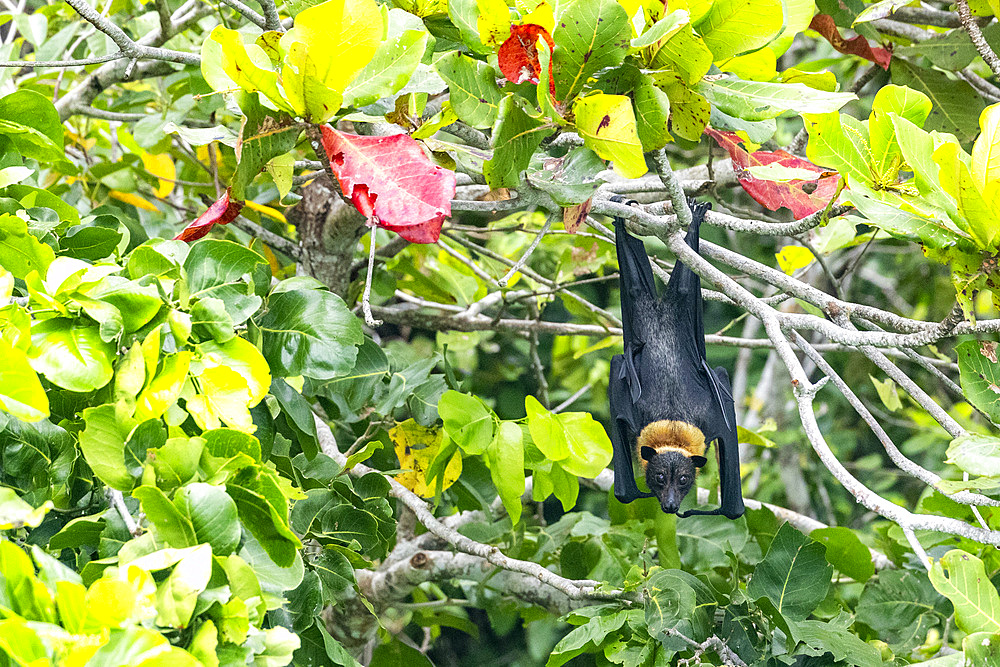 Common tube-nosed fruit bats (Nyctimene albiventer), roosting on Pulau Panaki, Raja Ampat, Indonesia, Southeast Asia, Asia