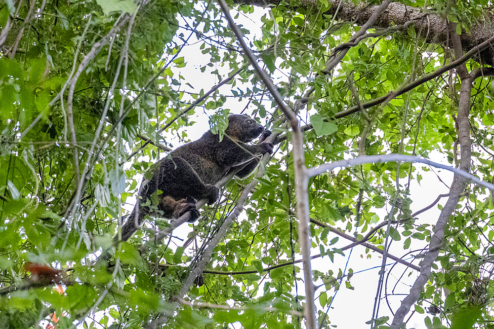 An adult Sulawesi bear cuscus (Ailerons ursinus), in a tree in Tangkoko Batuangus Nature Reserve, Sulawesi, Indonesia, Southeast Asia, Asia