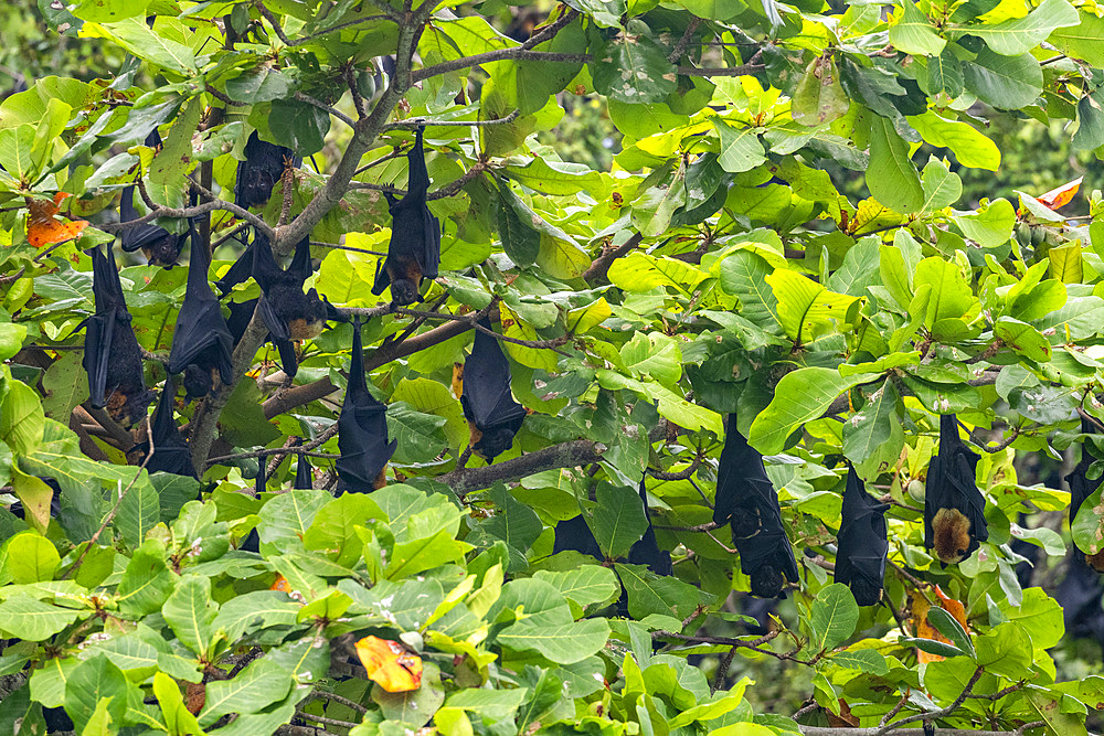 Common tube-nosed fruit bats (Nyctimene albiventer), roosting on Pulau Panaki, Raja Ampat, Indonesia, Southeast Asia, Asia