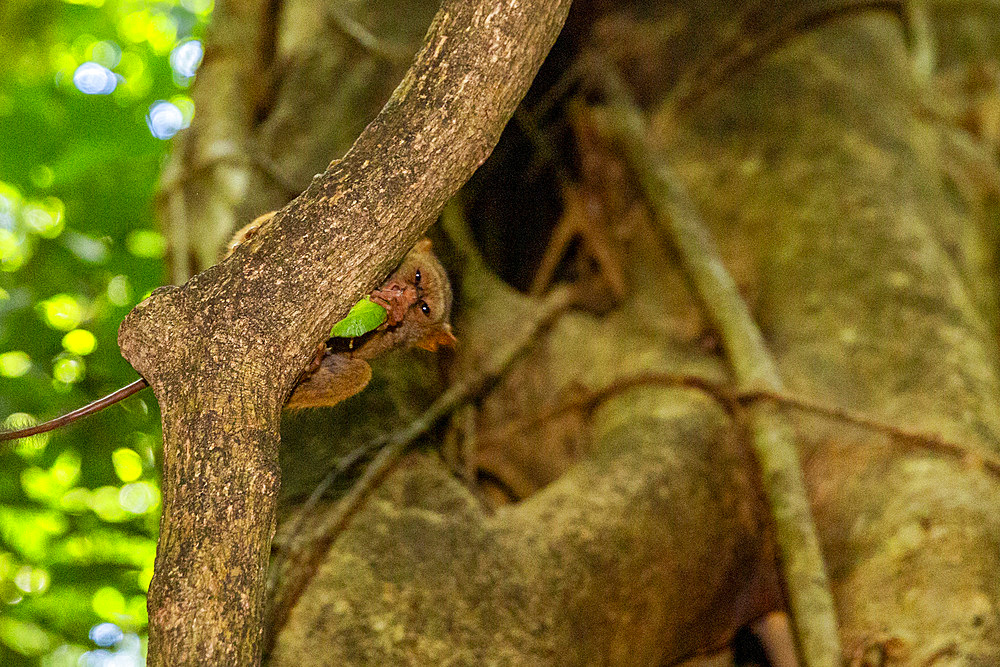 A Gursky's Spectral Tarsier (Tarsius spectrumgurskyae), eating a grasshopper in Tangkoko Batuangus Nature Reserve, Sulawesi, Indonesia, Southeast Asia, Asia