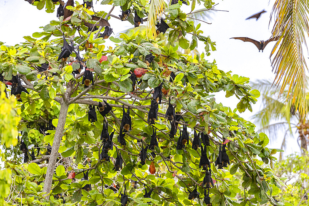 Common tube-nosed fruit bats (Nyctimene albiventer), roosting on Pulau Panaki, Raja Ampat, Indonesia, Southeast Asia, Asia