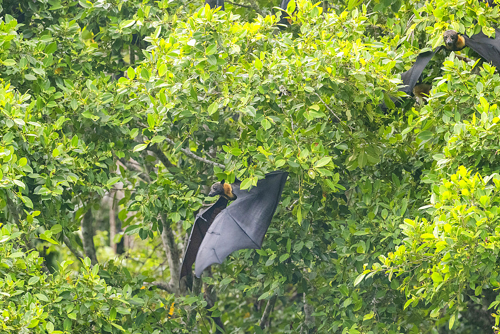 Common tube-nosed fruit bats (Nyctimene albiventer), in the air on Pulau Panaki, Raja Ampat, Indonesia, Southeast Asia, Asia