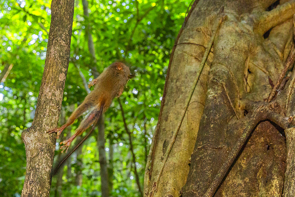 A Gursky's Spectral Tarsier (Tarsius spectrumgurskyae), eating a grasshopper in Tangkoko Batuangus Nature Reserve, Sulawesi, Indonesia, Southeast Asia, Asia