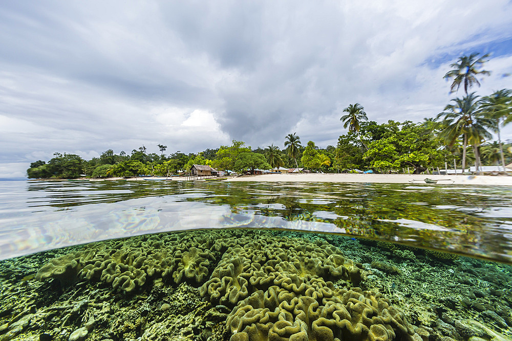 Above and below view of Sauwaderek Village Reef, Raja Ampat, Indonesia, Southeast Asia, Asia