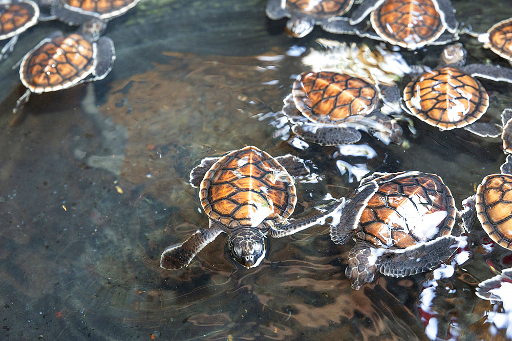 A tub full of green sea turtle hatchlings (Chelonia mydas), Tangkoko National Preserve on Sulawesi Island, Indonesia, Southeast Asia, Asia