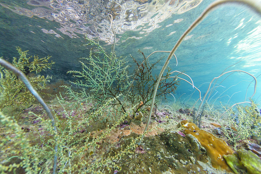 Abundant life in the crystal clear water in the shallow reefs off Freewin Wall, near Waigeo Island, Raja Ampat, Indonesia, Southeast Asia, Asia