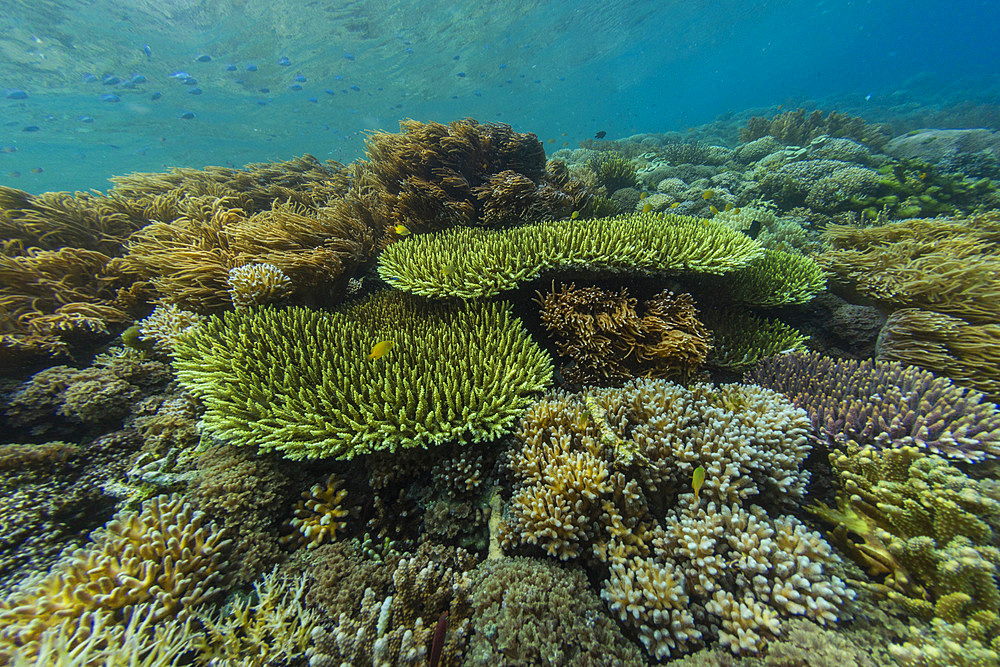 Abundant life in the crystal clear water in the shallow reefs off Sandy Beach, Manta Point, Raja Ampat, Indonesia, Southeast Asia, Asia