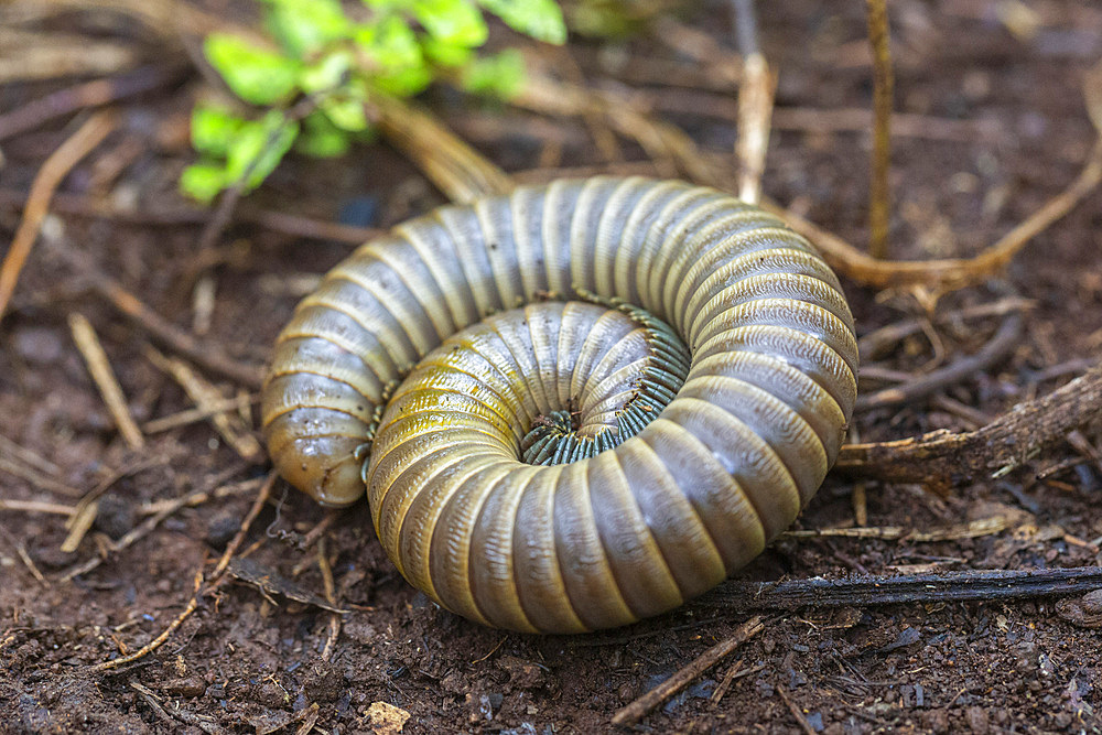 A millipede in the family Spirobolidae in the order Spirobolida, Waigeo Island, Raja Ampat, Indonesia, Southeast Asia, Asia