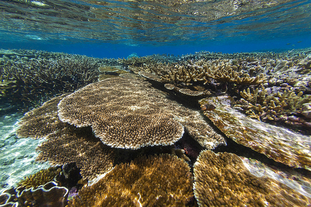 Abundant life in the crystal clear water in the shallow reefs in the Equator Islands, Raja Ampat, Indonesia, Southeast Asia, Asia