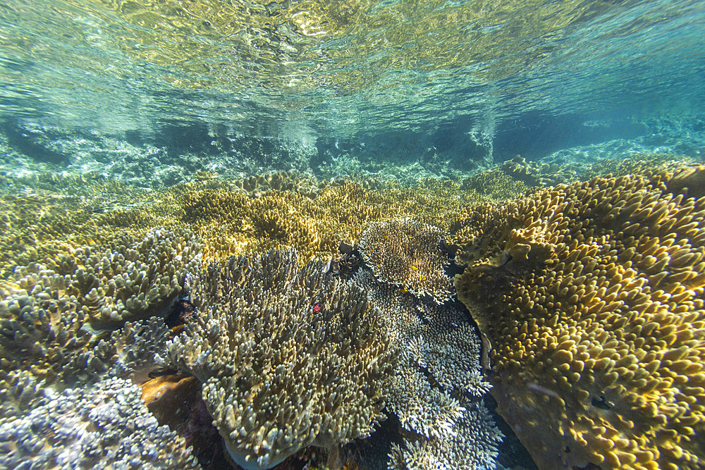 Abundant life in the crystal clear water in the shallow reefs off Freewin Wall, near Waigeo Island, Raja Ampat, Indonesia, Southeast Asia, Asia