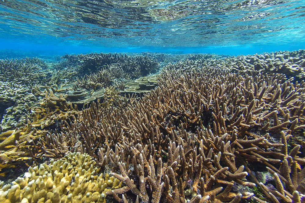 Abundant life in the crystal clear water in the shallow reefs in the Equator Islands, Raja Ampat, Indonesia, Southeast Asia, Asia