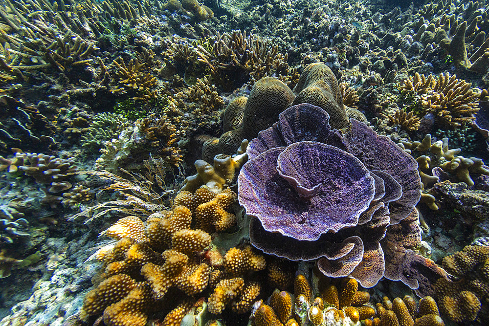 Abundant life in the crystal clear water in the shallow reefs in the Equator Islands, Raja Ampat, Indonesia, Southeast Asia, Asia