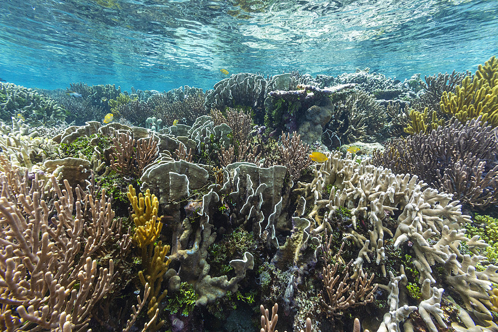 Abundant life in the crystal clear water in the shallow reefs off Wayag Bay, Raja Ampat, Indonesia, Southeast Asia, Asia