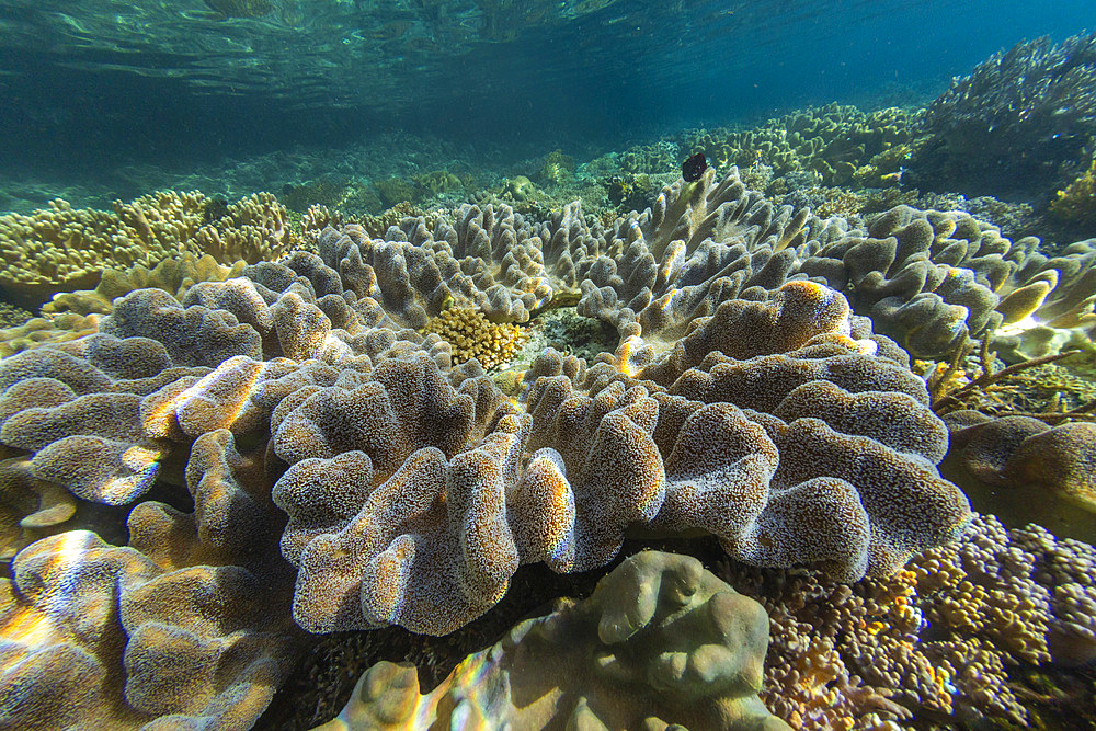 Abundant life in the crystal clear water in the shallow reefs off Freewin Wall, near Waigeo Island, Raja Ampat, Indonesia, Southeast Asia, Asia