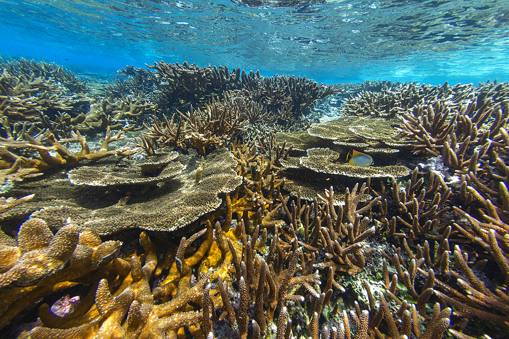 Abundant life in the crystal clear water in the shallow reefs in the Equator Islands, Raja Ampat, Indonesia, Southeast Asia, Asia