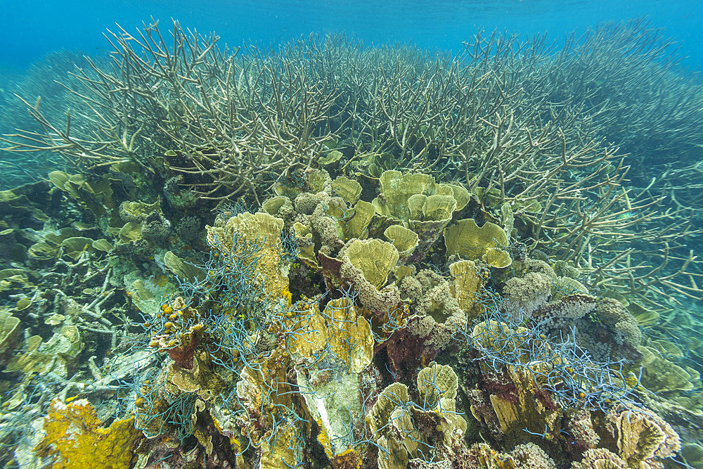 Fishing net imbedded in the coral in the crystal clear water in the shallow reefs off Wayag Bay, Raja Ampat, Indonesia, Southeast Asia, Asia