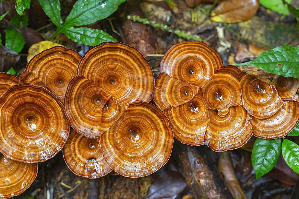 Yellow stemmed micropore (Microporus xanthopus), growing on Waigeo Island, Raja Ampat, Indonesia, Southeast Asia, Asia