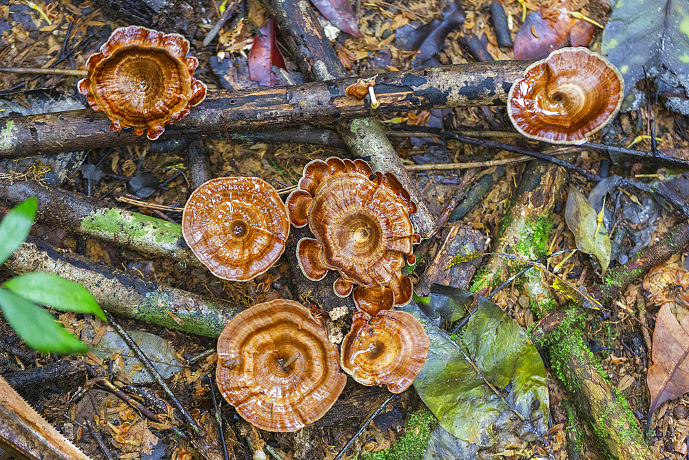 Yellow stemmed micropore (Microporus xanthopus), growing on Waigeo Island, Raja Ampat, Indonesia, Southeast Asia, Asia